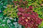 USA, Washington State, Sammamish. Coleus in planters in garden Art Print